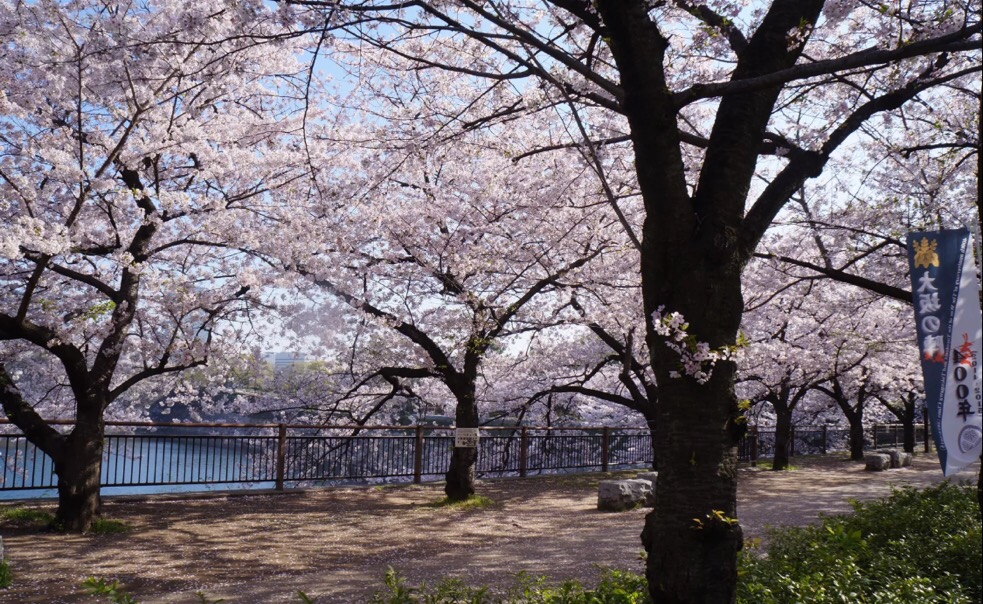 妯辫姳涔嬫梾澶ч槳,鏃ユ湰妯辫姳涔嬫梾