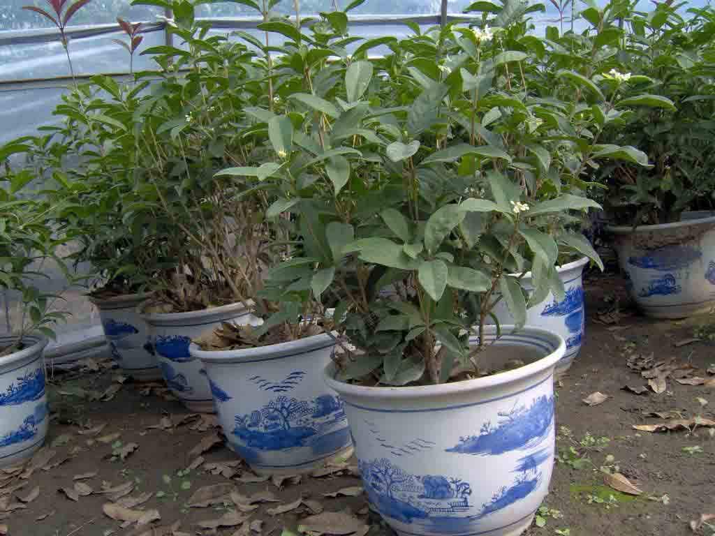 盆栽桂花树怎么不好养,盆栽桂花不茂盛怎么补救