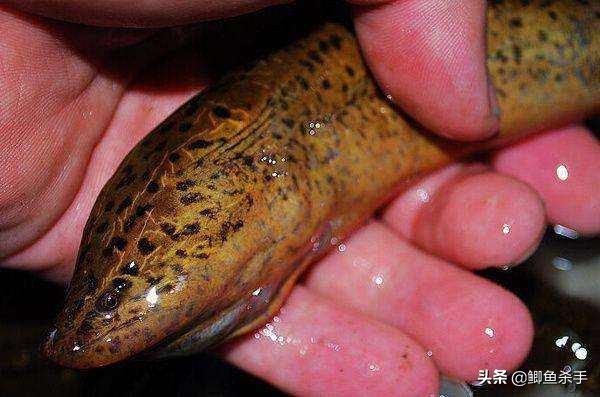 渔民捕捞近5000斤野生大黄鱼,浙江捕获野生大黄鱼