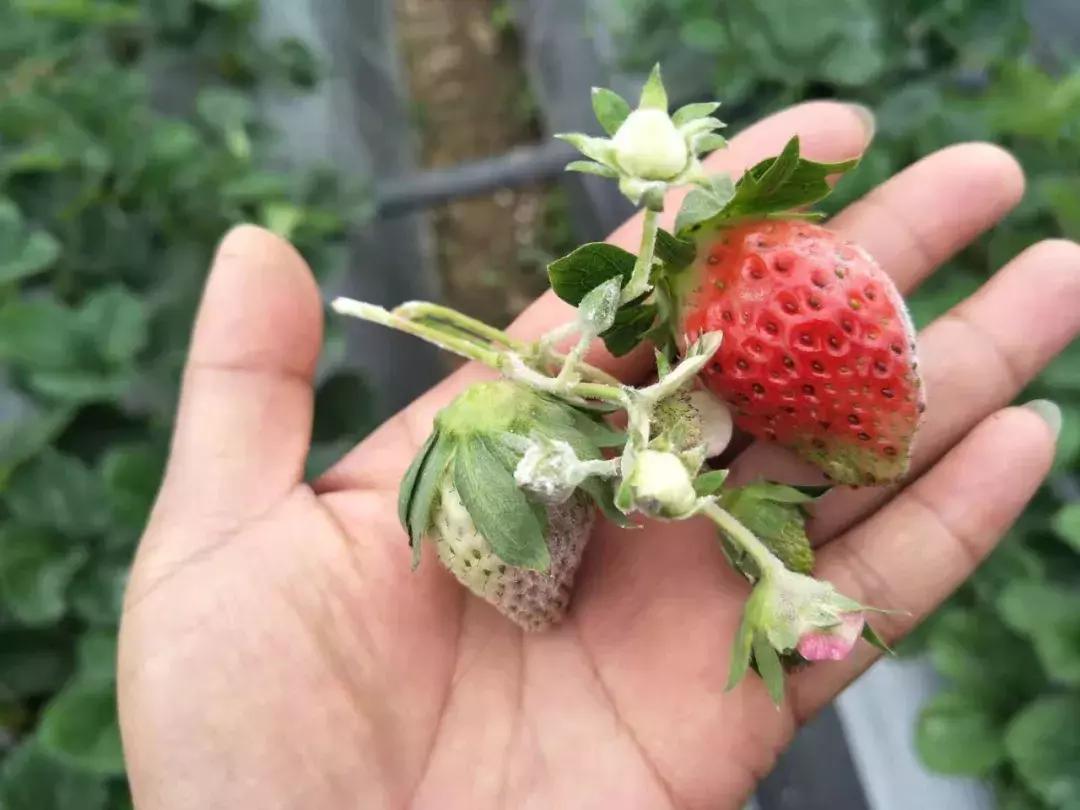 白芨病害及防治,白粉病发病规律防治措施