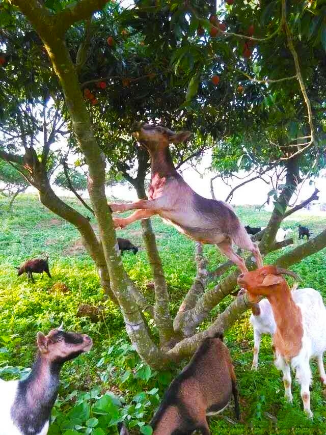 文蕴秀岭，馨怡乐园｜廉江文秀岭农牧场散记