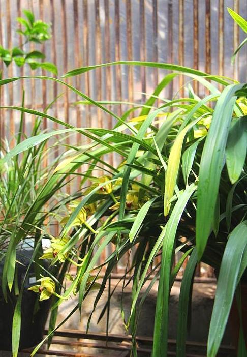 碧玉植物大概养殖方法,一叶兰碧玉兰怎样繁殖最快