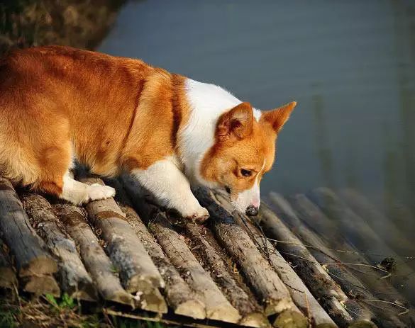 45种名犬大全,72种名犬图片附介绍