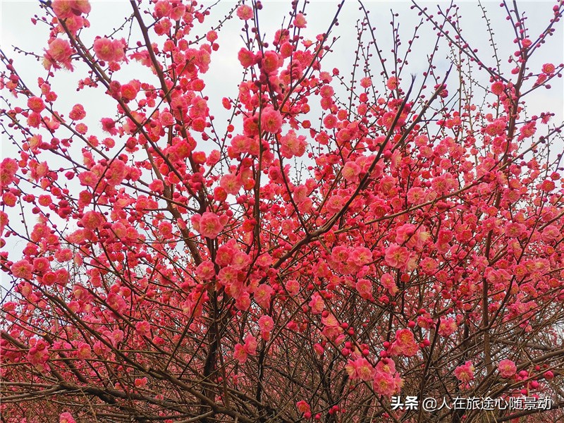 南京江宁一日游免费景点,南京江宁东山公园介绍