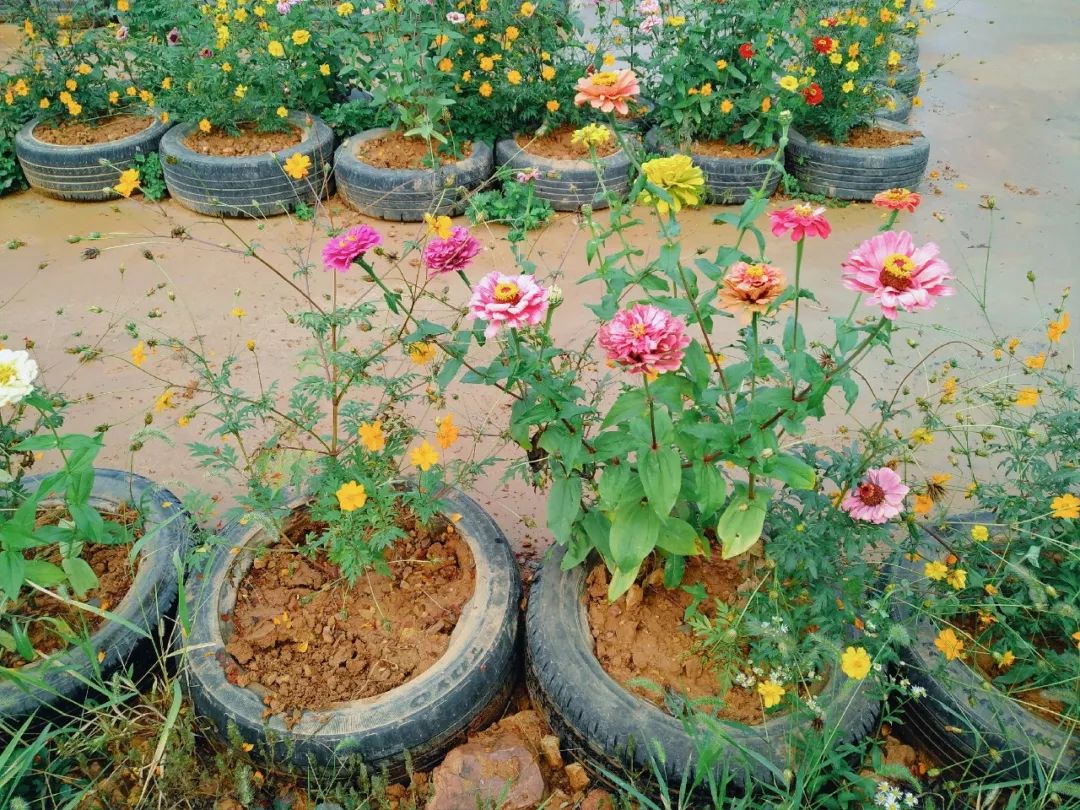 姝︽眽鑻变鸡灏忓眿,姝︽眽鏈夊効绔ヨ鏂界殑鎴胯溅钀ュ湴