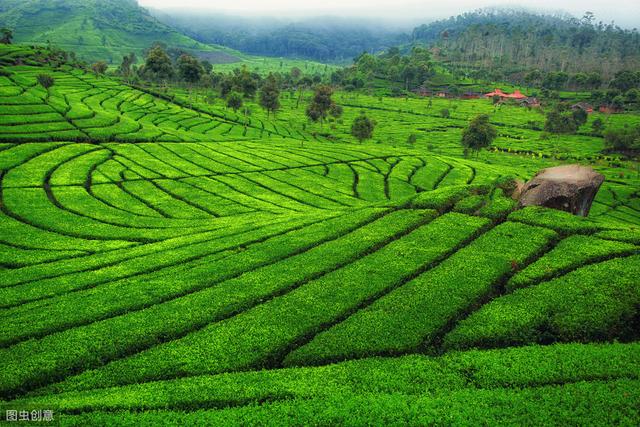 安康平利县茶叶有哪些,安康平利是啥茶