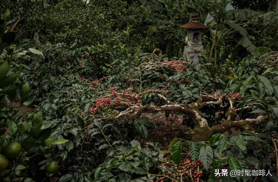 你买的印尼单品咖啡可能是咖啡全家桶