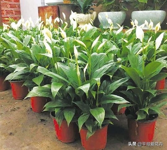 装修房子有气味种什么植物好,新屋去甲醛种什么植物最好