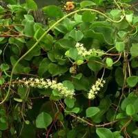 三七专治什么病最好,中药材三七有哪些效果