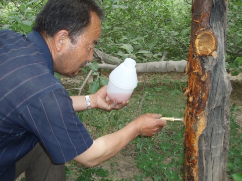 果树的癌症——苹果树腐烂病如何解决?果农朋友值得一看