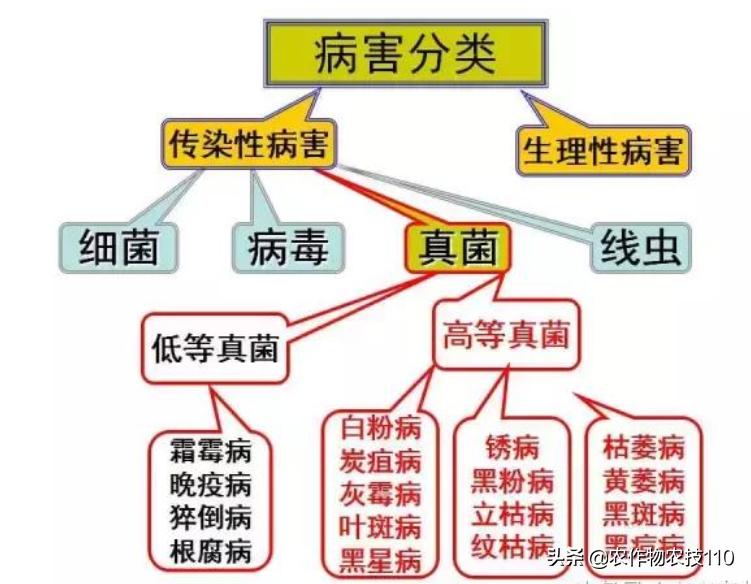 南瓜在种植过程中怎样预防病虫害,南瓜病虫害怎样防治效果好