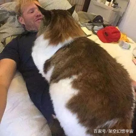 猫咪的迷惑行为历史版,可爱的猫咪黑历史