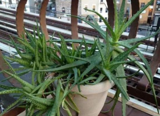 猪骨煮水能浇花吗,熬汤的大骨别扔