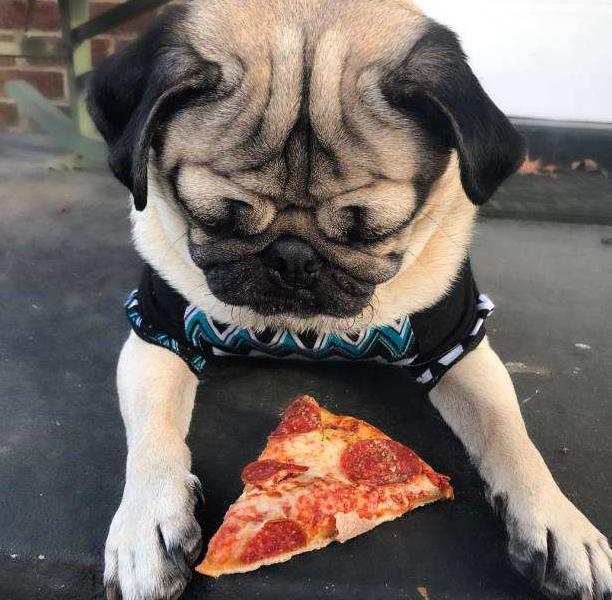 纯种巴哥犬的特征有哪些图片,纯种巴哥犬嘴会突吗