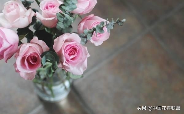 玫瑰花玫红色属于什么品种,最大冠幅玫瑰花是什么品种