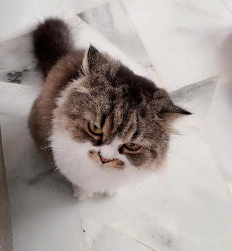 1-3个月的小猫吃什么比较好,一个多月的小猫吃什么比较好