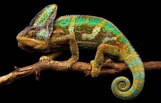 龟类的进化过程图片,龟鳖目动物外形特征