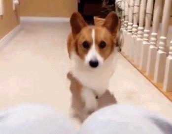 狗狗一兴奋就漏尿这是病吗,狗狗一兴奋就尿尿怎么回事