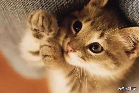 猫咪分离焦虑症的表现,猫咪分离焦虑是怎么形成的