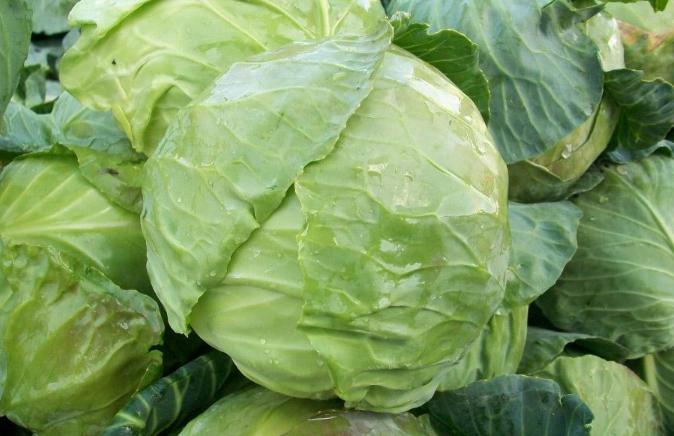 买包菜时挑结实的还是松散的,包菜怎么选才甜