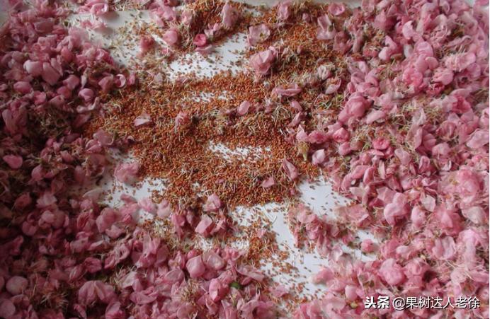 大棚桃树花期可以抹芽,大棚桃种植前景