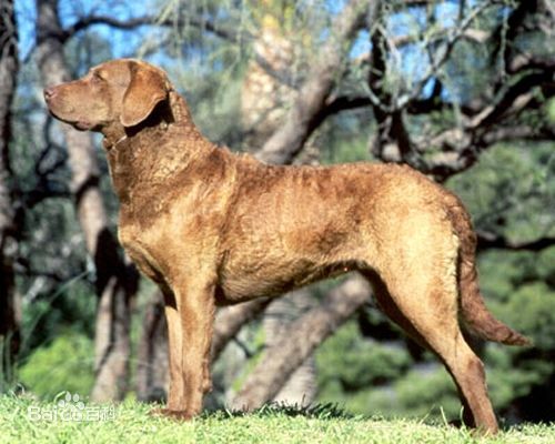 宠物狗大全免费观看,什么狗最好养又听话又聪明大型犬