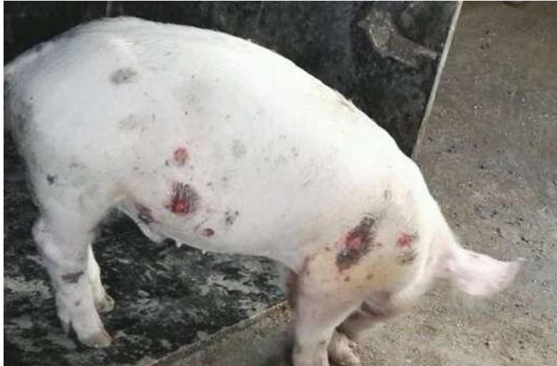 猪皮肤病怎么预防,猪的皮肤病怎么治