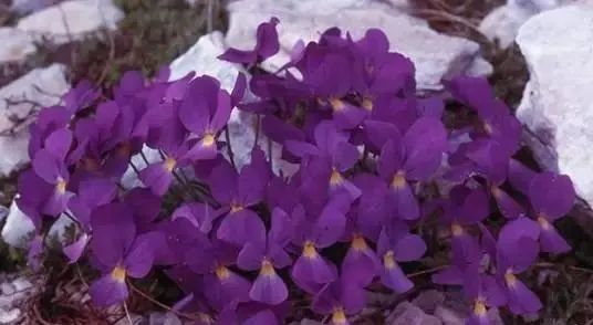 岩石花园景区,岩石园常用花卉