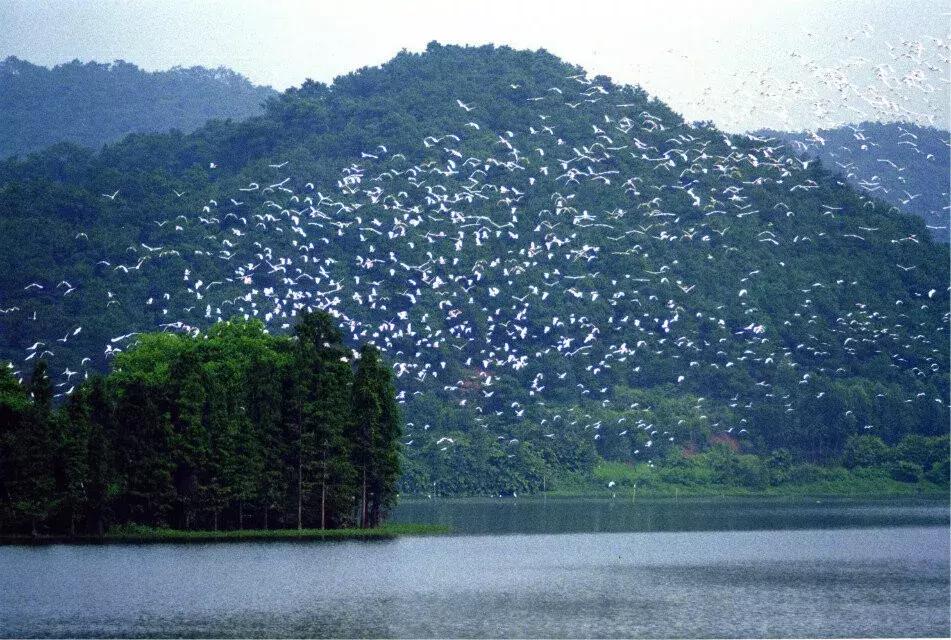 成都白鹭湖一日游详细攻略,白鹭湖一日游攻略图文