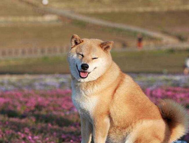 狗狗买什么品种最合适,怎么给狗狗选择宠物狗品种