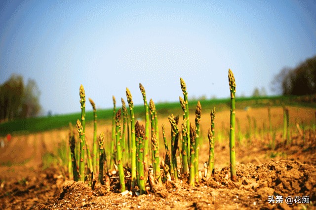 芦笋凭什么能被称为蔬菜之王,什么菜只要种一次年年都能吃芦笋