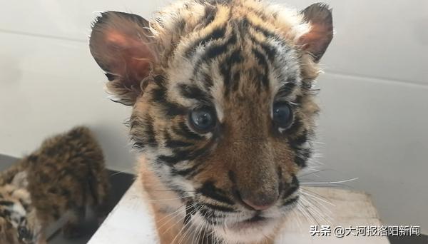 洛阳王城公园成年的华南虎,洛阳动物园还有多少只华南虎