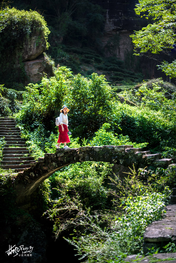 每克卖一万，这几株岩壁上的大红袍茶树，堪称武夷山的镇山之宝
