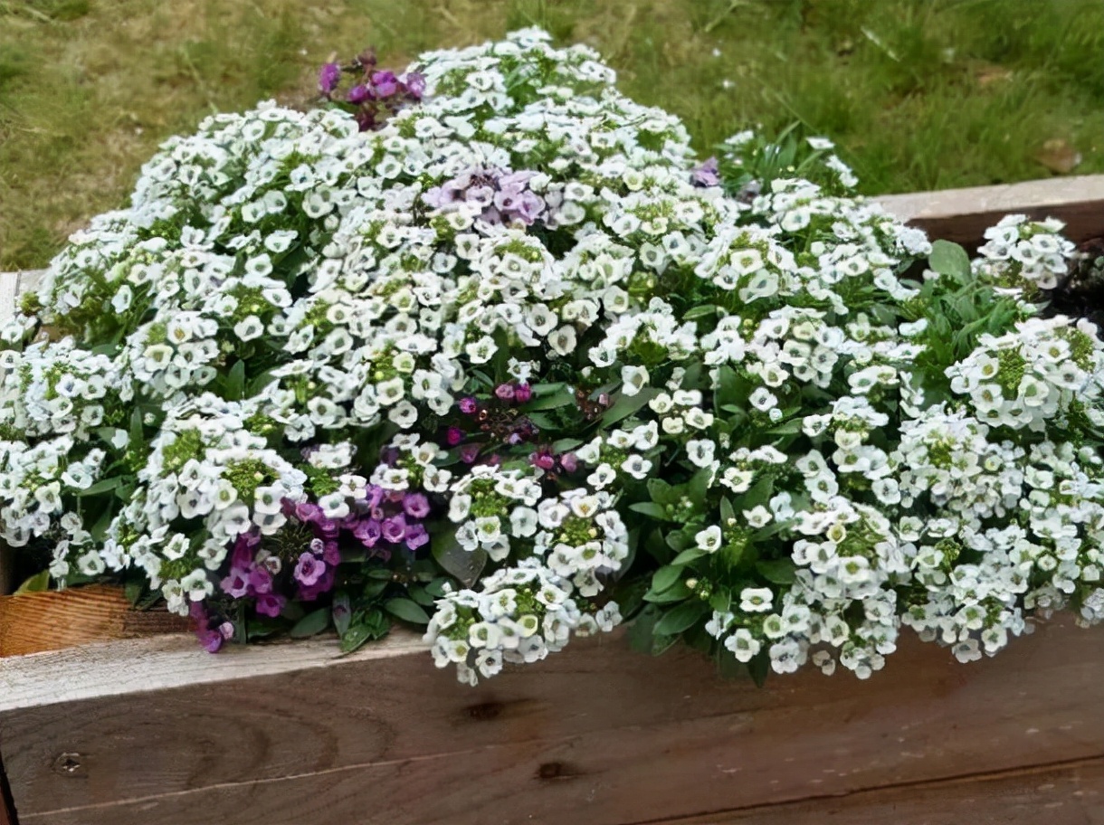 室内最好养的香水花有哪些,四季开适合客厅养的好香水花