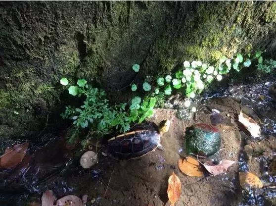 黄缘龟喜欢的植物,黄缘龟有灵性吗