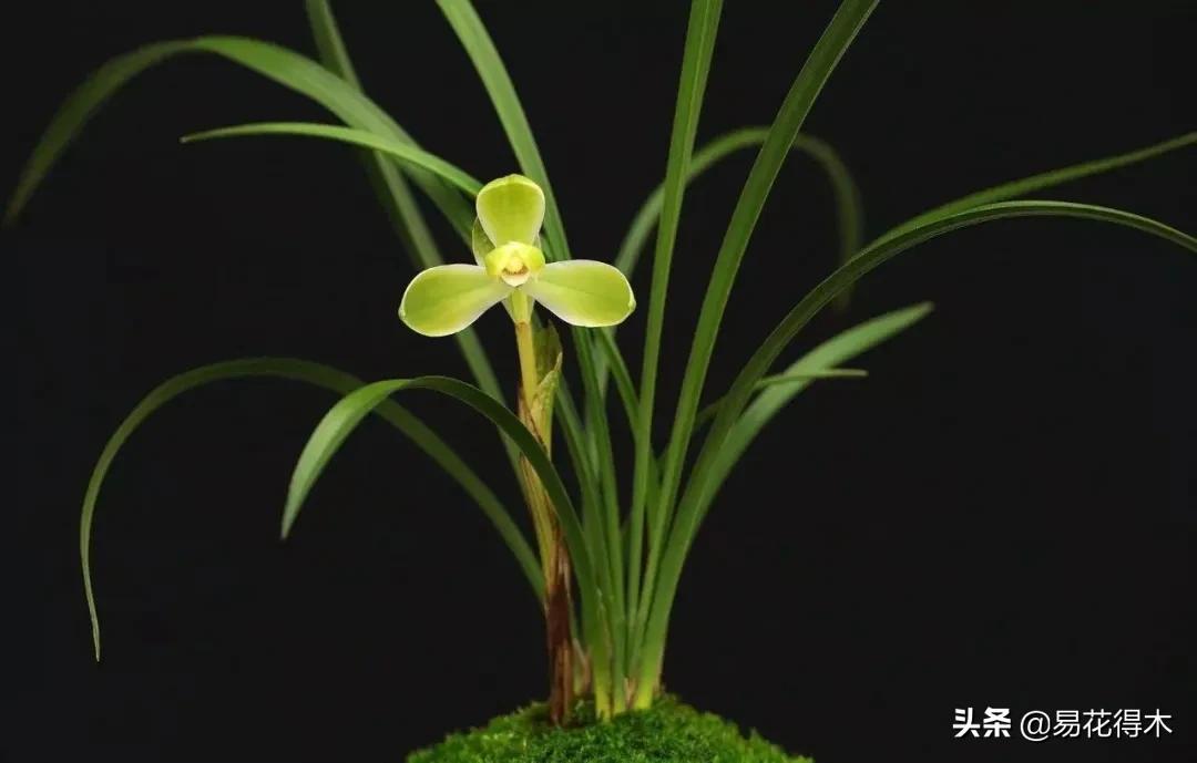 兰花干养根湿养叶怎么理解,兰花喜湿还是喜干