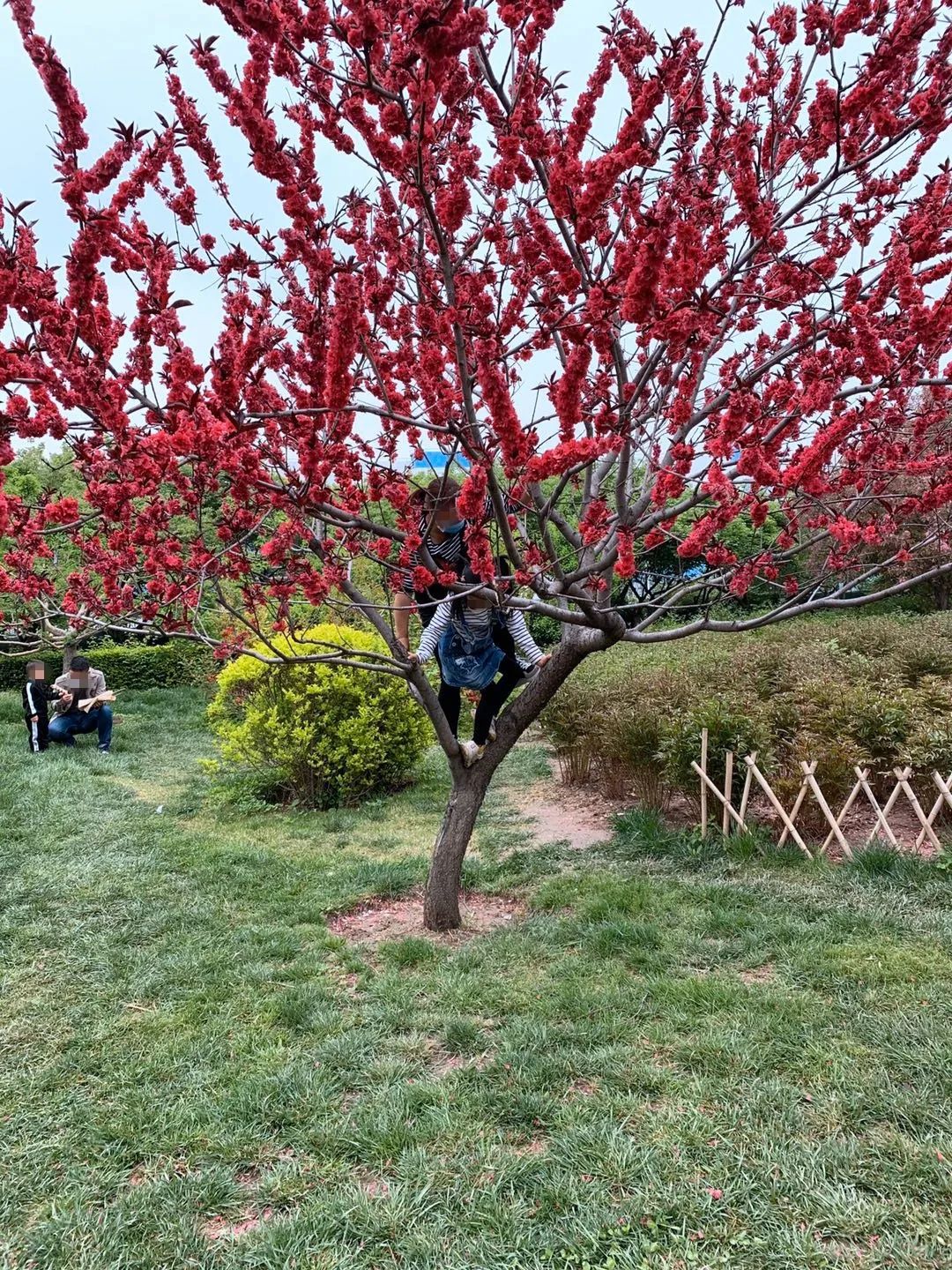 泰达广场花海,泰达花海美景图片