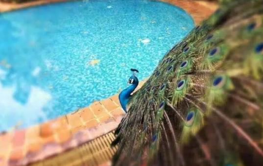 巴西烤肉自助餐双人,好吃的巴西烤肉自助