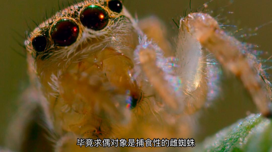 豆瓣9.6！娃刷到停不下来，还能看出人生大道理