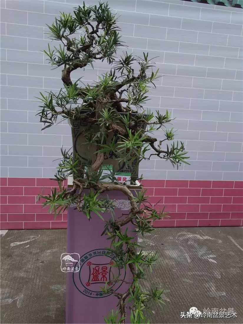 罗汉松盆景开运招财，非其莫属！清风雅韵，当之无愧！