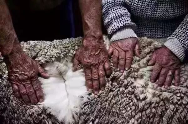 澳洲本土的ugg,澳洲ugg是什么