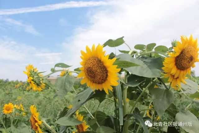 打卡北京紫谷伊甸园虞美人花海,通州看花的景点推荐免费