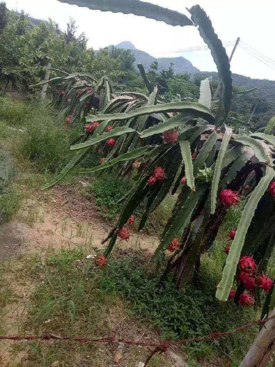 广州从化温泉度假泳池别墅,从化温泉哪个是真正的天然温泉