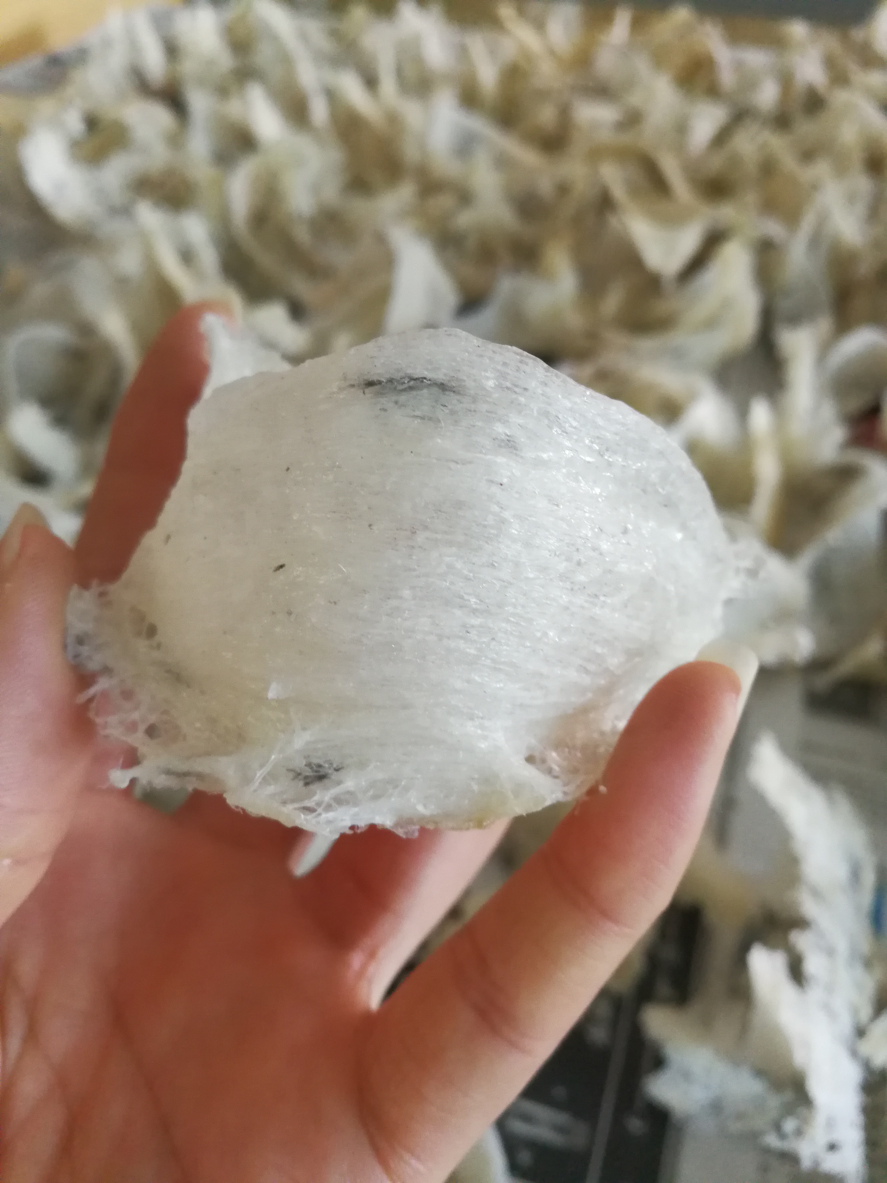 印尼燕窝和马来燕窝哪个更好,印尼燕窝好还是泰国好