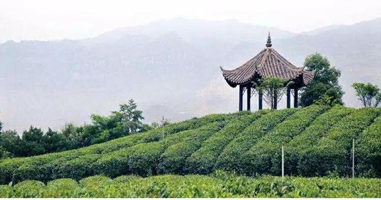 如火如荼|红茶界的F4，来啦