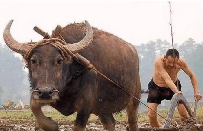 为什么回不吃猪,满不吃狗,藏不吃鱼!这才是正确的答案!