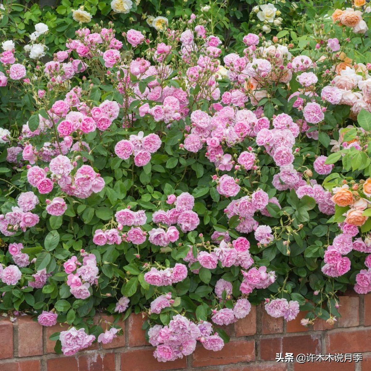 十大浓香切花月季,好看好养的月季品种推荐