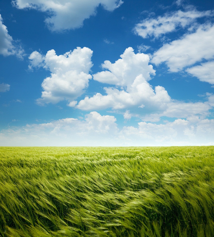 青海青稞丰收,青海沙棘丰收