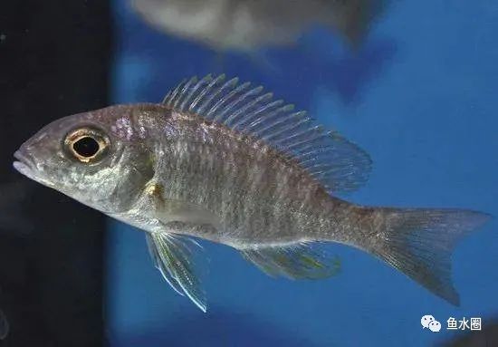三湖慈鲷马鲷孔雀珍珠系能长多大,三湖慈鲷之孔雀