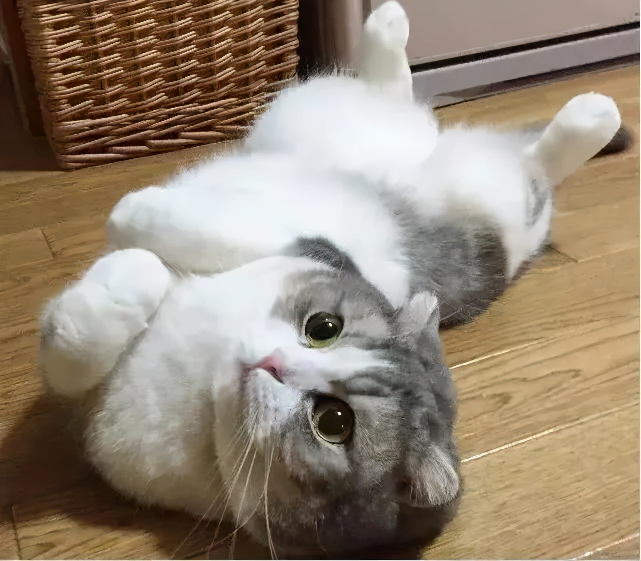 揭秘那些养猫谣言是真的吗,养猫的十大迷惑行为